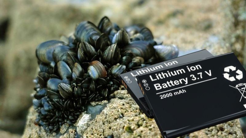 A mussel-like adhesive might make batteries safer.