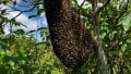 Bee Behavior Aids Turbine Positioning for Maximum Output