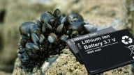 Sticky Solution: Mussels Inspire Lithium-Metal Battery Electrolyte