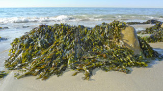 Seaweed Could be Used for Jet Fuel, Battery Materials