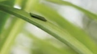 MCU is ‘Thin as a Blade of Grass’
