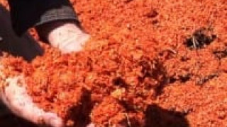 Florida Tomato Waste could Power Disney World
