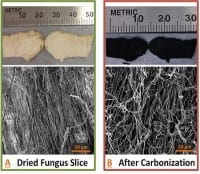 Wild Mushrooms make Better Batteries