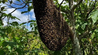 Bee Behavior Aids Turbine Positioning for Maximum Output