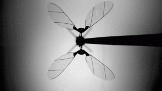RoboBee Cuts the Cord for Untethered Flight Powered by Solar Cells