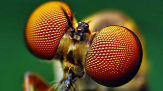 Insect Eyes Inspire New Solar Cell Design