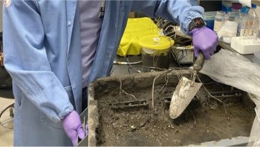 Energy from Dirt? Scientists Create Reliable Soil-Based Battery