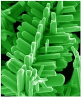 Rensselaer Researchers Make Composite Nanorods With Tree-Like "Branches"