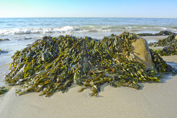 Seaweed Could be Used for Jet Fuel, Battery Materials