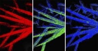 Iron Fluoride may Triple Capacity of Li-ion Batteries