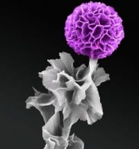 Vertical Organic Semiconductor Crystals