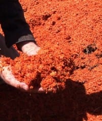 Florida Tomato Waste could Power Disney World
