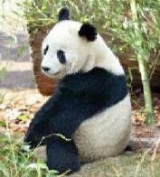 Japan Scientist Uses Panda Dung to Create Power