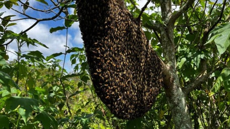 Bee Behavior Aids Turbine Positioning for Maximum Output