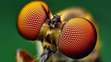 Insect Eyes Inspire New Solar Cell Design