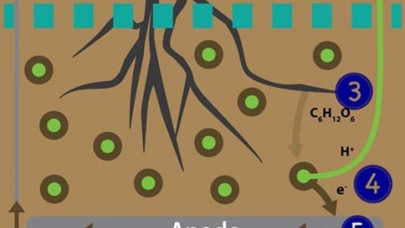 First Plant-Powered IoT Sensor Sends Signal to Space