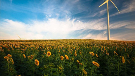 Bees and Bamboo: Nature-Based Solutions for Wind Energy Problems