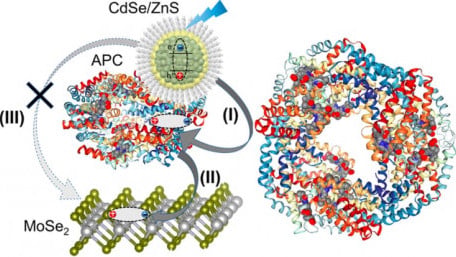 Hybrid Nanostructure Steps Up Light-Harvesting Efficiency