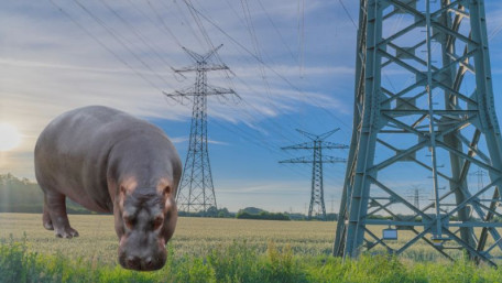 How Does a Hippo Influence Grid Performance? 